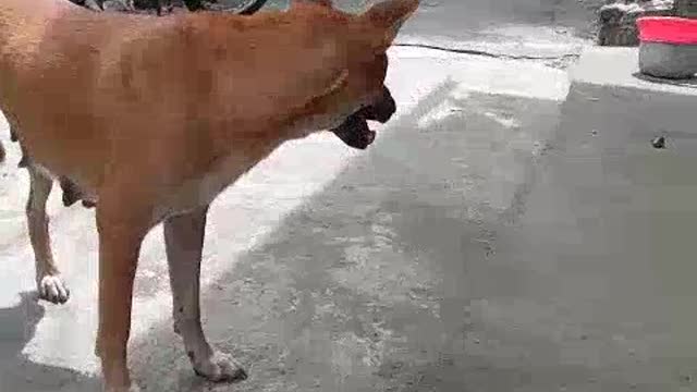 Adorable mother dog looking for puppies