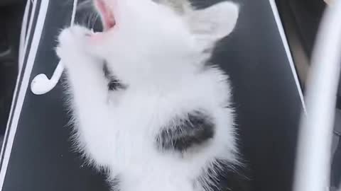 A kitten playing around.