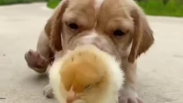 Funny Animal Videos - Awesome Funny Pet Animals | Cute Animals | Super Funny Dog Videos