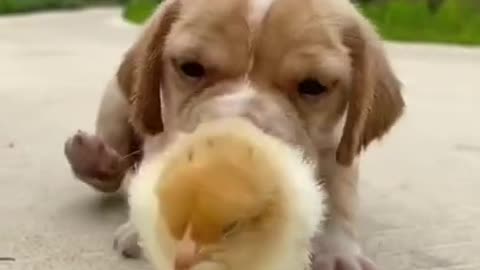 Funny Animal Videos - Awesome Funny Pet Animals | Cute Animals | Super Funny Dog Videos