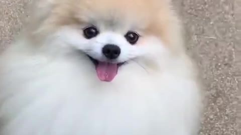 Cute dog puppy video