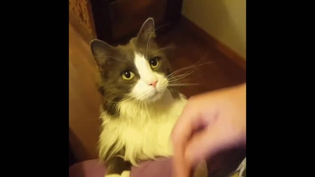 Gif video of cat getting a pat