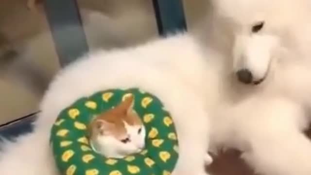 Is The Samoyed Dog Attacking or Playing With The Cat? (Funny Sleeping Dogs And Cat)