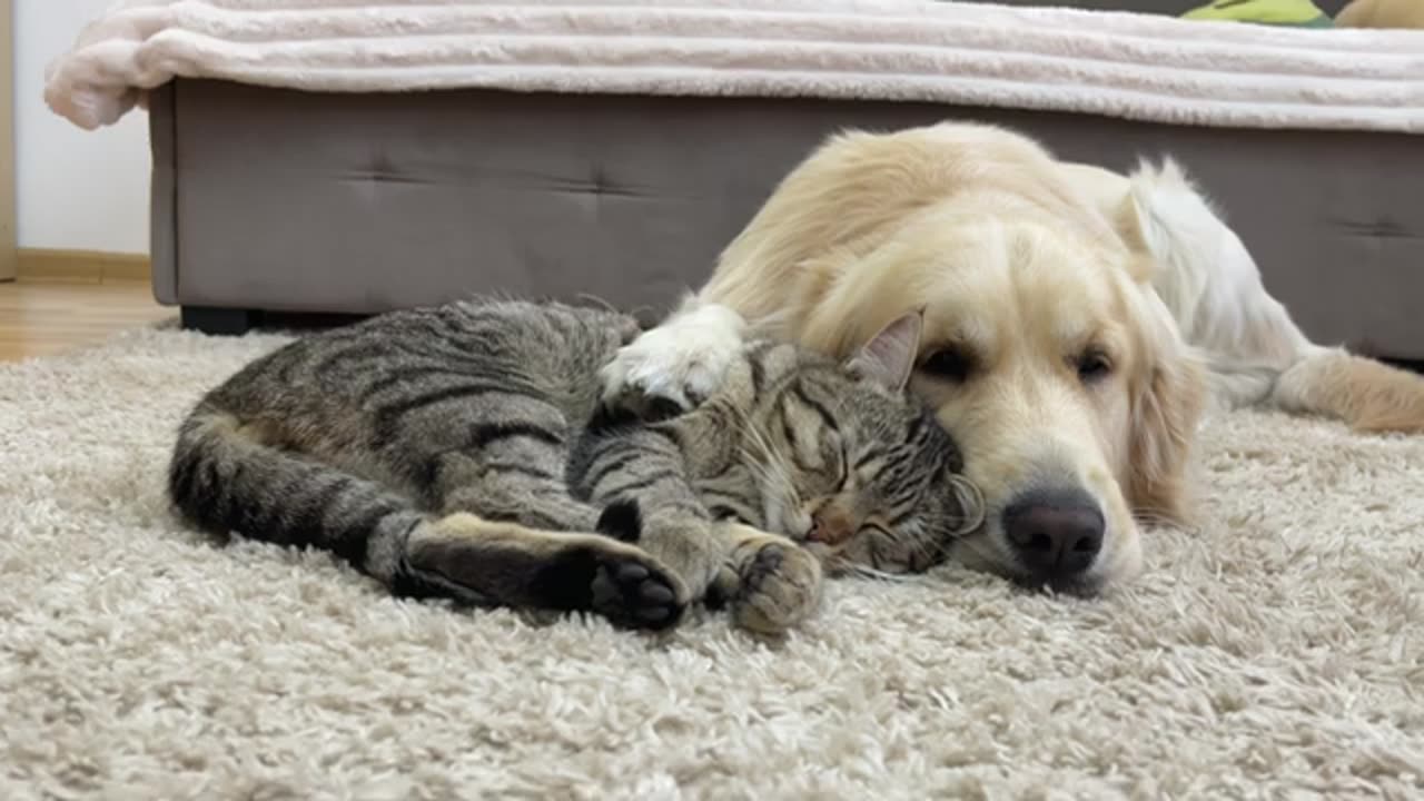 Adorable Cat Expresses His Love for Golden Retriever! [Cuteness Overload]