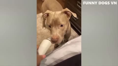 Funny animal