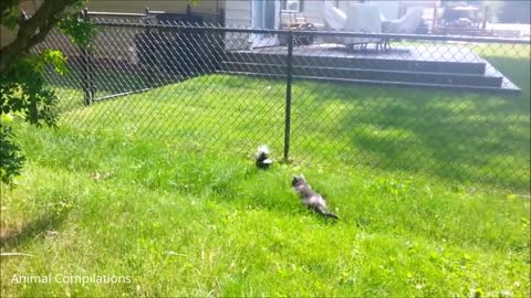 Funny and Cute Skunks WARNING Extremely Hilarious