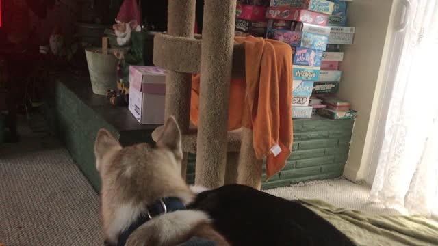 Jax and Savannah