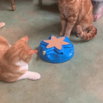 Keeping the Kitties busy while we Decorate