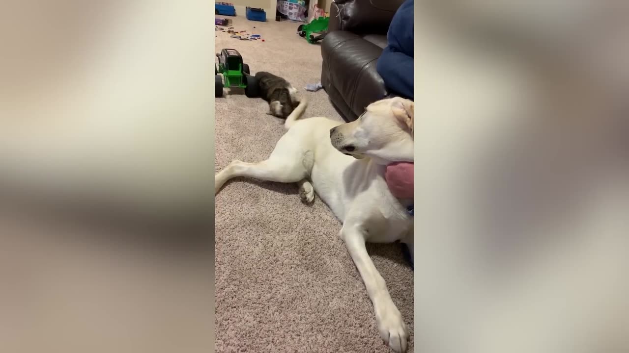Cute and Funny Cat Videos to Keep You Smiling!