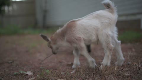 Yeti had an itch