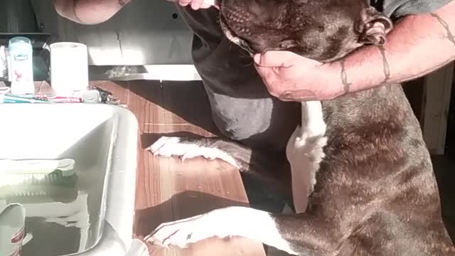The Handsomest Dog in the World gets clean for the day