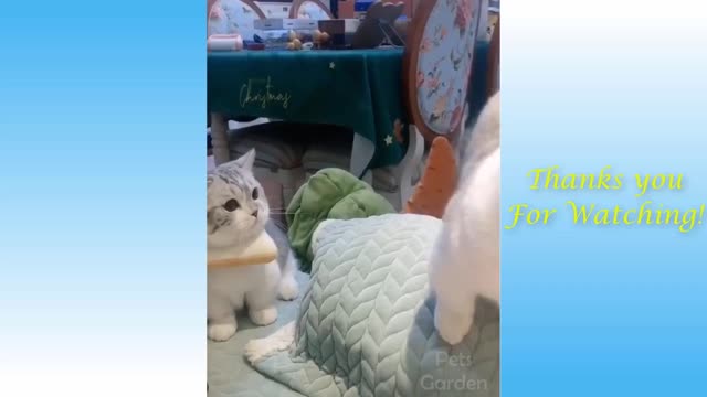 Cute Pets having strange reaction- so Funny