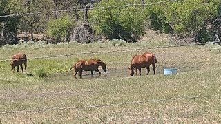 Horse Knows How to Stay Cool