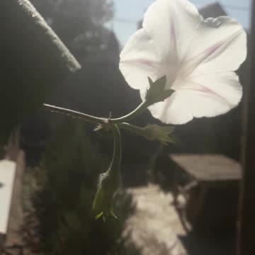 Wow effect of Morning Glory