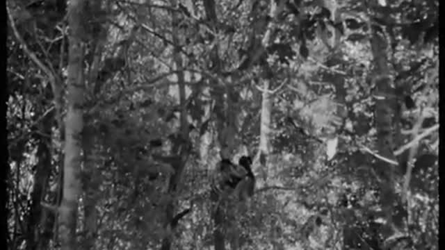The Dog Headed Men? Indri Lemur | Zoo Quest to Madagascar | BBC Earth
