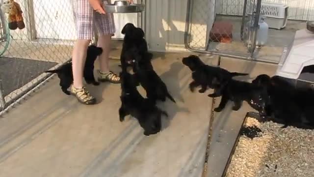 Ten Lab Puppies Sit and Wait for Food