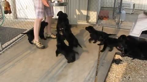 Ten Lab Puppies Sit and Wait for Food