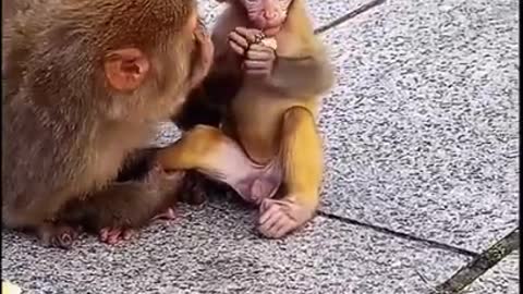 Best Funny Monkey Videos, #28 Cute Baby Monkey, Monkey Happy Family,