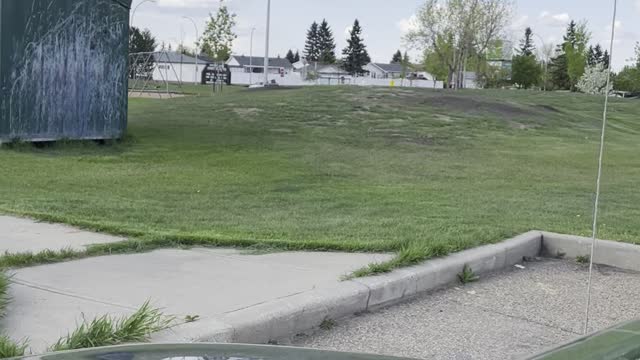 Cute babies squirrels 🐿 in Edmonton playground