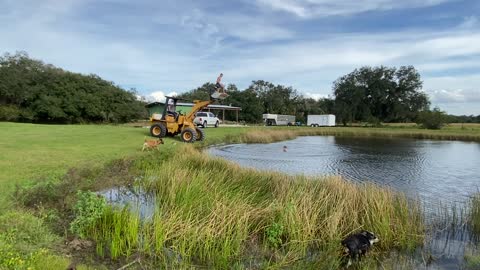 Bulldozer Diving board!