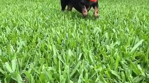 funny dogs