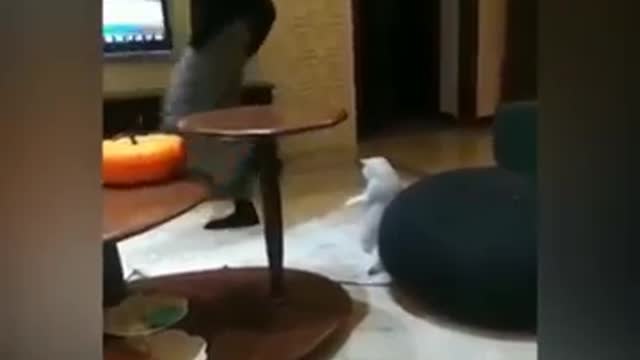 Cat Atrocity I funny cats I viral video I best cuts