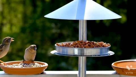 Bird feeding