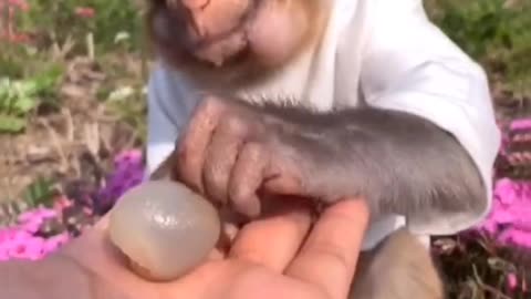 Funny monkey enjoy time