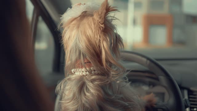 A cute dog inside a car looking around