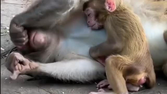 Monkey feeding baby