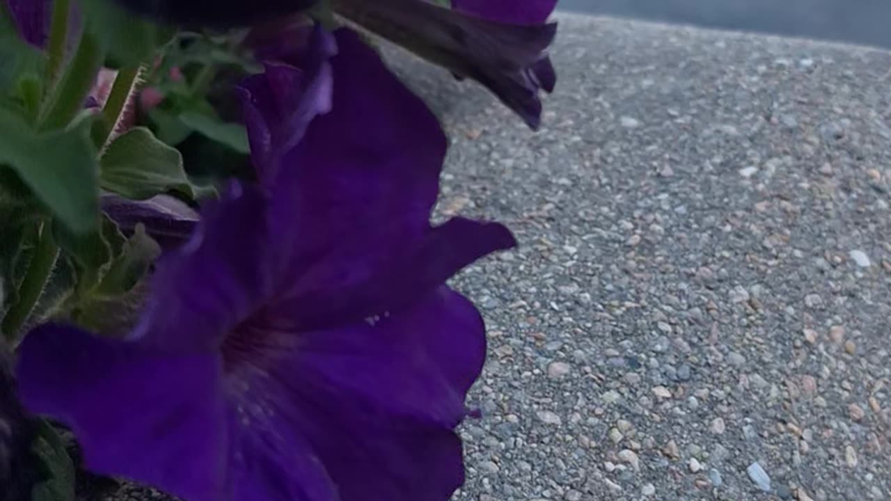 Purple petunias' in the city sounds