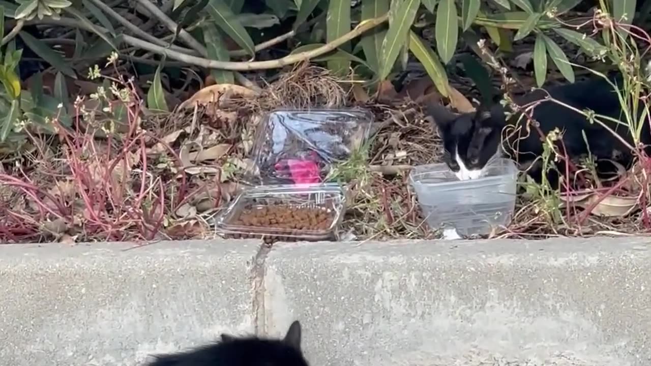 Husky Finds Stray Kittens In Storm Drain