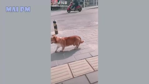 🤣funny dog video 2020🤣🐶🐕it time to laugh with dogs life