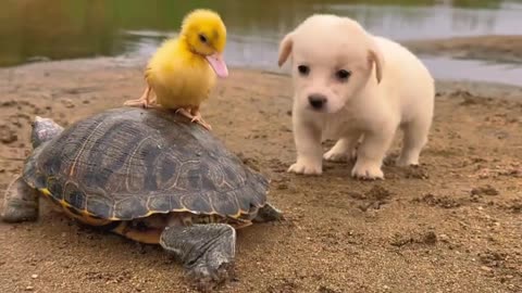 duck dog and turtle playing together