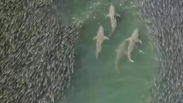 spectacular footage of sharks swimming through a school of fish. e How satisfying is this to watch?