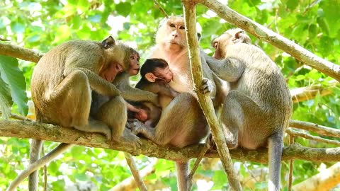 Real Funny animals # baby monkey #89# love animals.