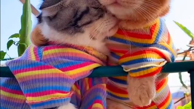 Cute and funny cats instant laugh