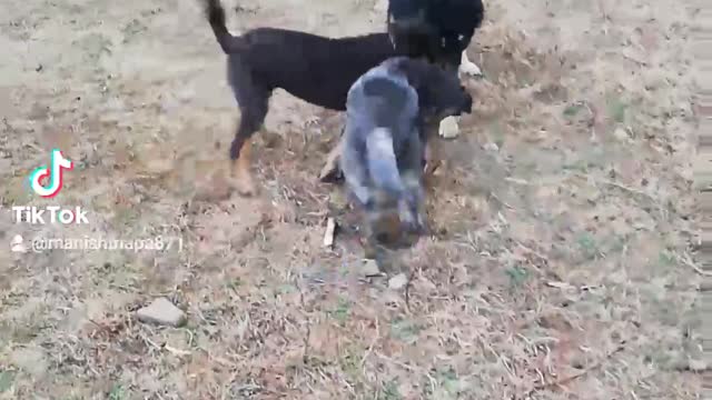 Puppy fighting