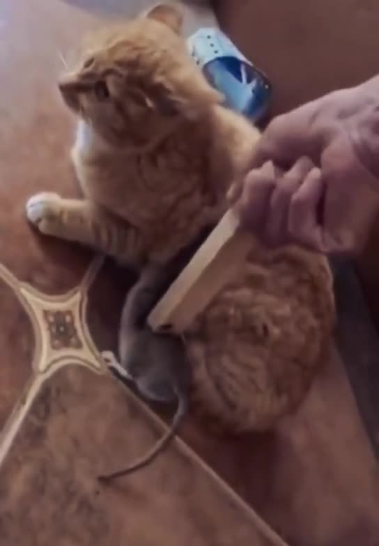 mouse attacks cat😲😲