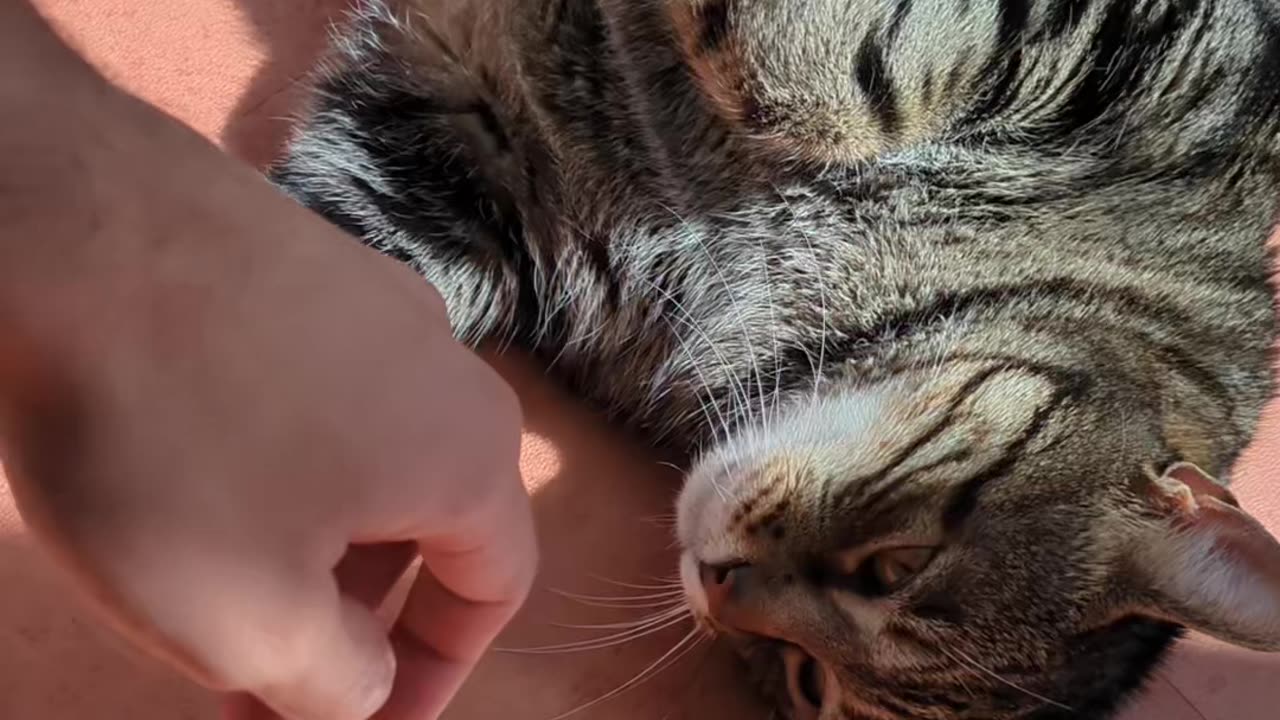 Cute big cat belly turn!