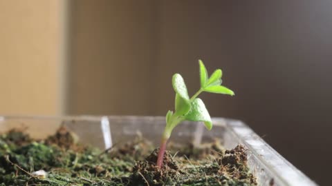 Plant growing times lapse