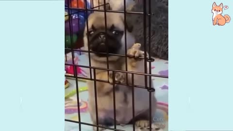 Funny Animals