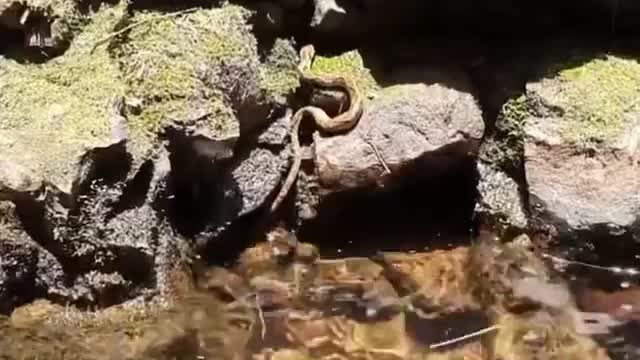 The little snake in the water was still alive.