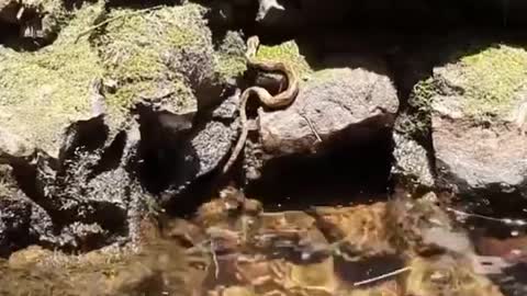 The little snake in the water was still alive.