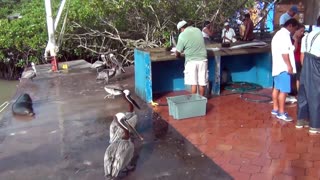 fish market Puerto Ayora alaa