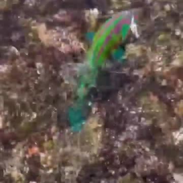 🌍 Discover Rare Creatures on Earth | Amazing Wildlife Documentary 🐾