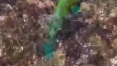 🌍 Discover Rare Creatures on Earth | Amazing Wildlife Documentary 🐾