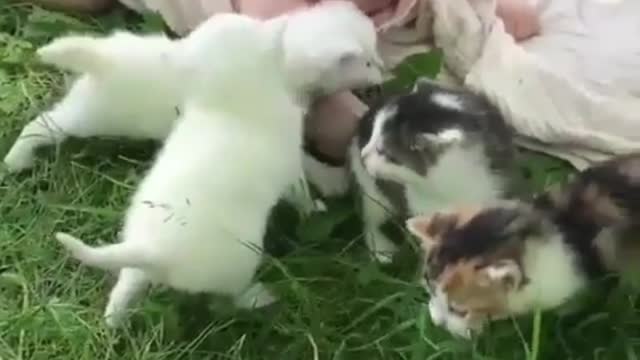 Baby and cat playing outdoors