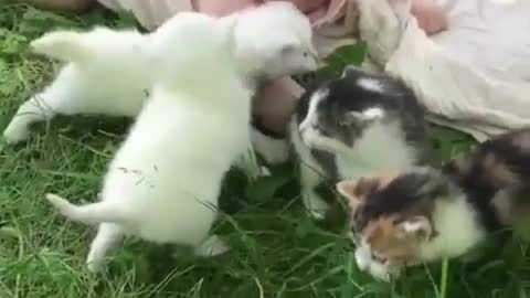 Baby and cat playing outdoors