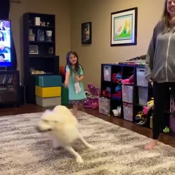 Golden Retriever starting to go a little stir crazy during quarantine